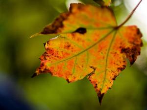 autumn-leaf-jim-delillo